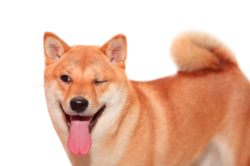 Smiling and winking red funny dog portrait on white background. ( Shiba inu breed)