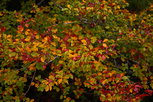 The colors of autumn in the beech forest of the Iranzu River Canyon in the Sierra de Urbasa. Navarre. Spain