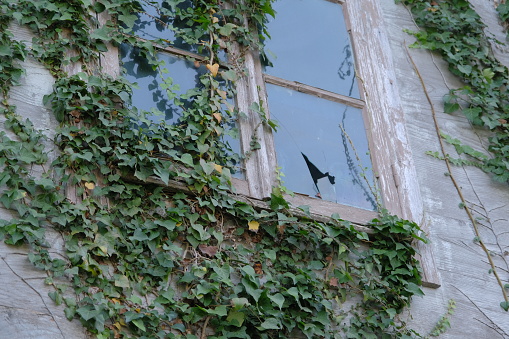 old broken window. old wooden window covered with ivy. one of the windows was broken with a stone.