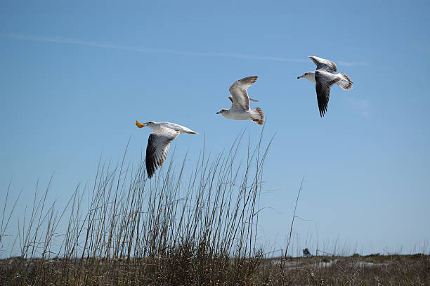 Three seagulls flying over dune stock photo