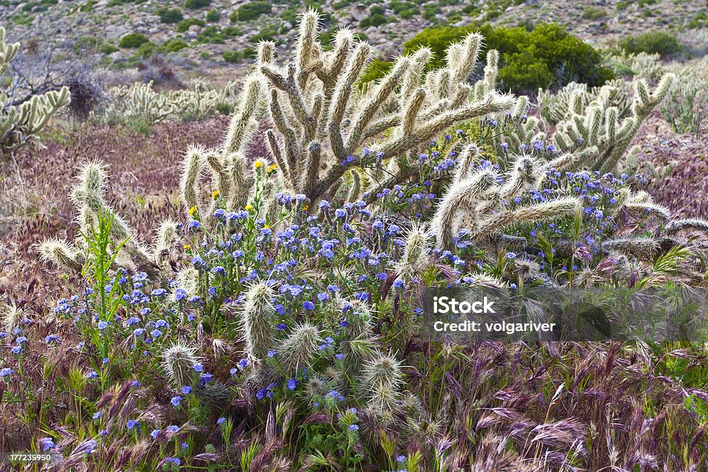 Wildflowers and cactus in bloom. Anza Borrego Desert, California, USA "Desert wildflowers and cactus in bloom in Anza Borrego Desert State Park. California, USA" Anza Borrego Desert State Park Stock Photo