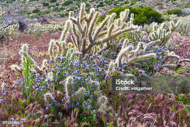 Wildflowers And Cactus In Bloom Anza Borrego Desert California Usa Stock Photo - Download Image Now