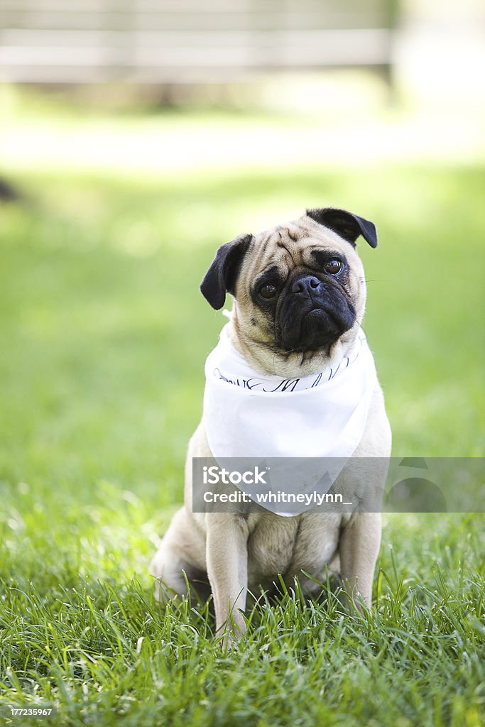 Pug Dog Pug dog sits in the grass with a bandana around it's neck Bandana Stock Photo