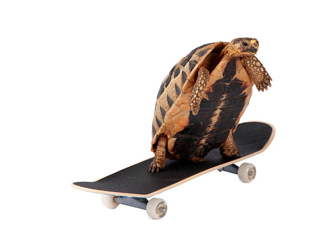 tartaruga rápida - skateboard contest imagens e fotografias de stock