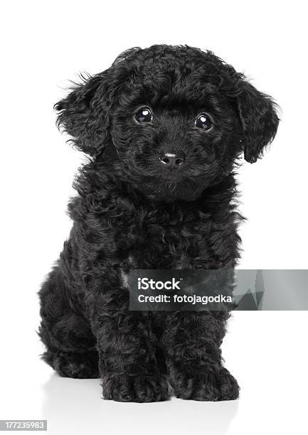 Black Toy Poodle Puppy Stock Photo - Download Image Now - Dog, Poodle, Small