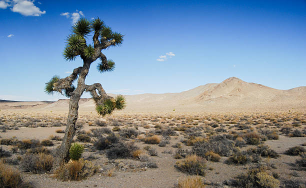 desert stock photo