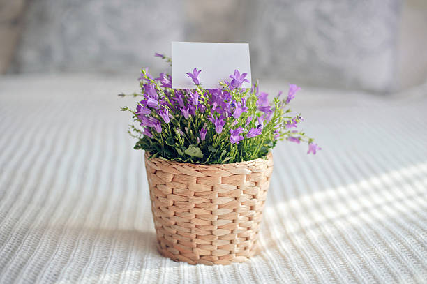 istock Bluebells in a pot. Campanula carpatica 177236064