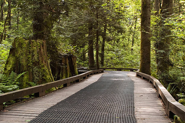 Boardwalk through Green Timbers Urban Forest, Surrey, BC
