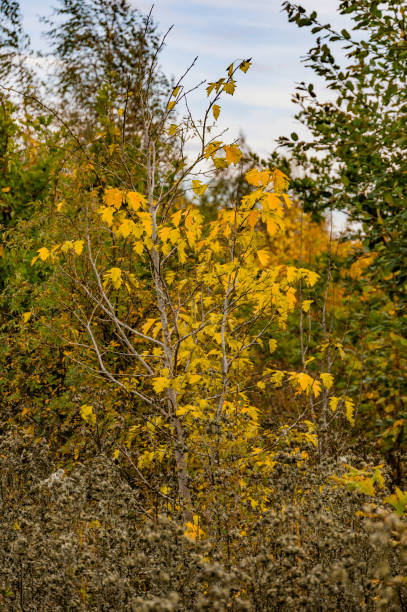 istock walking footpath autumn fall nature outdoors landscape environment beautiful 1772361409