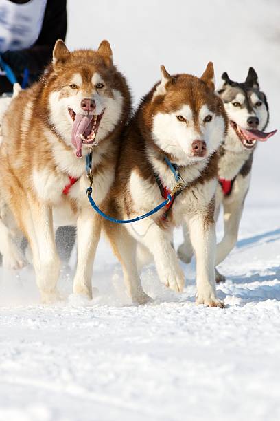 istock Sled dog Race in Lenk / Switzerland 2012 177236591