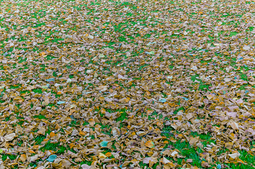 walking footpath autumn fall nature outdoors landscape environment beautiful