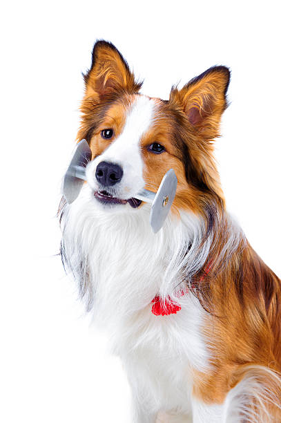 istock Trained dog isolated on white, border collie 177236714