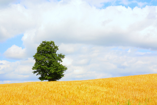 Rural landscape. The agricultural field, the sky and a lonely tree on skyline