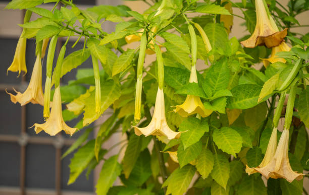 istock Brugmansia golden 1772369419