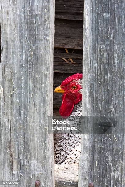 Foto de Silver Dorking Frango e mais fotos de stock de Ave doméstica - Ave doméstica, Fazenda, Galinha - Ave doméstica