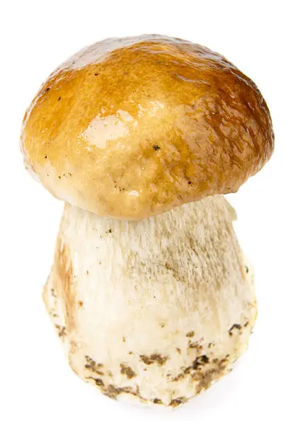 "Porcini mushroom, isolated on white background"