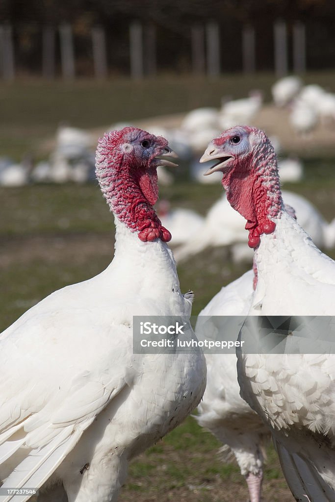 OK, Bob, temos de negócios a discutir. Vamos conversar com a Turquia. - Foto de stock de Animal royalty-free