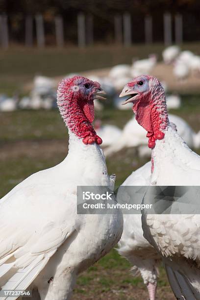 Foto de Ok Bob Temos De Negócios A Discutir Vamos Conversar Com A Turquia e mais fotos de stock de Animal