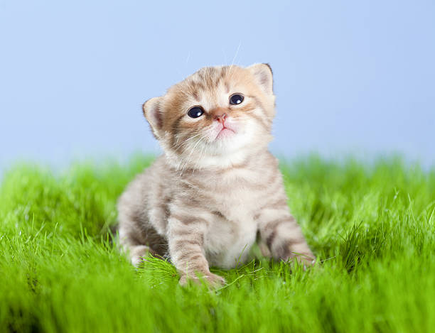 istock little tabby kitten Scottish looking upward on green grass 177237655