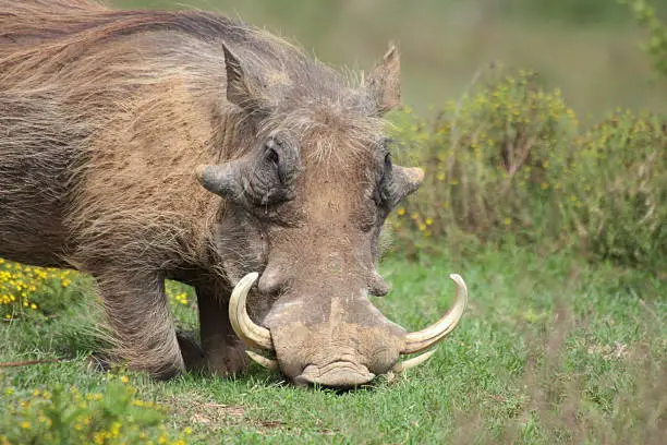 "A big warthog with large tusks feeds on his knees in a grass field in Addo park,eastern cape, south africa"