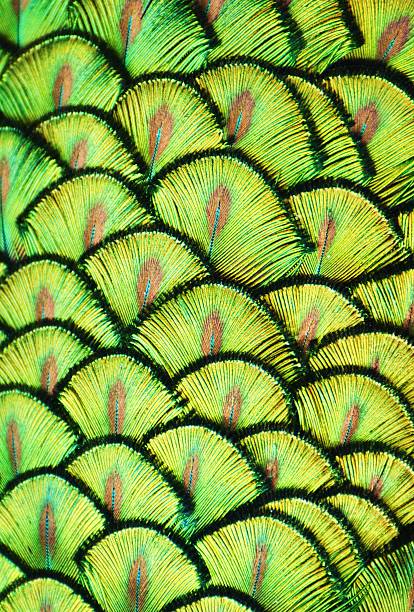 Peacock Scales Zoom of the green feathers on the back of a peacock. peacock feathers scales photos stock pictures, royalty-free photos & images