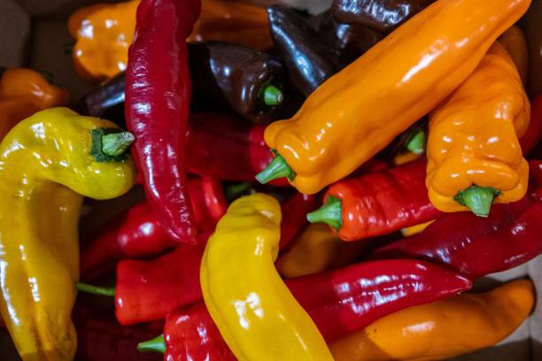 istock colorful peppers are piled in a bin ready to be cooked 1772379654