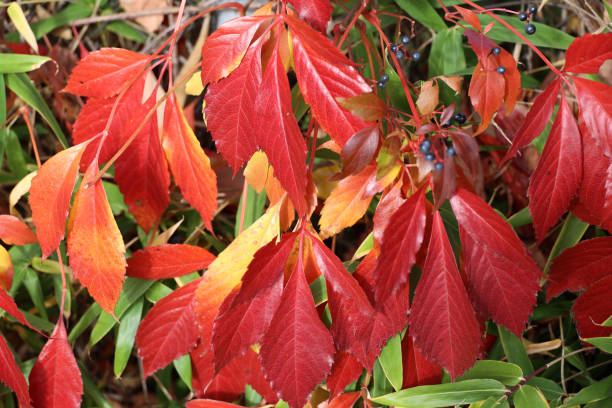 istock Autumn red vine leaves close-up, Berlin, Germany 1772380368