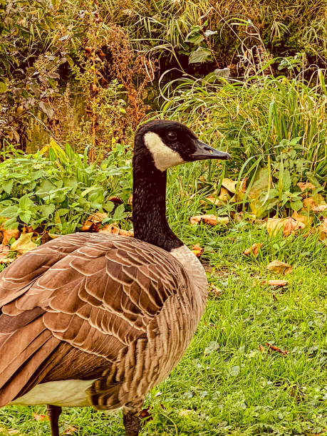 istock Canada Goose (Branta canadensis) in the park. 1772381291