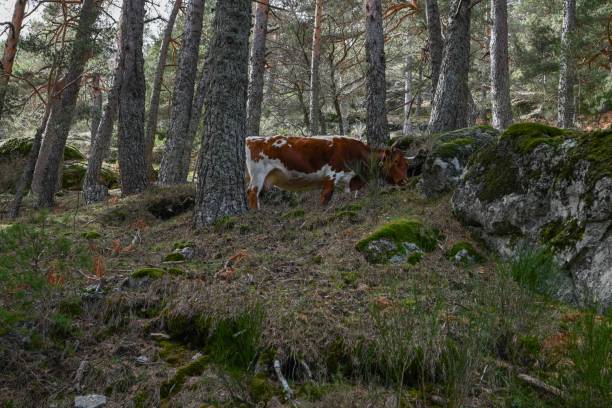 istock two cows are standing in the woods by some trees and rocks 1772381338