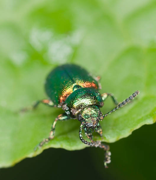зеленый док жук, gastrophysa viridula на лист - chrysomelid стоковые фото и изображения