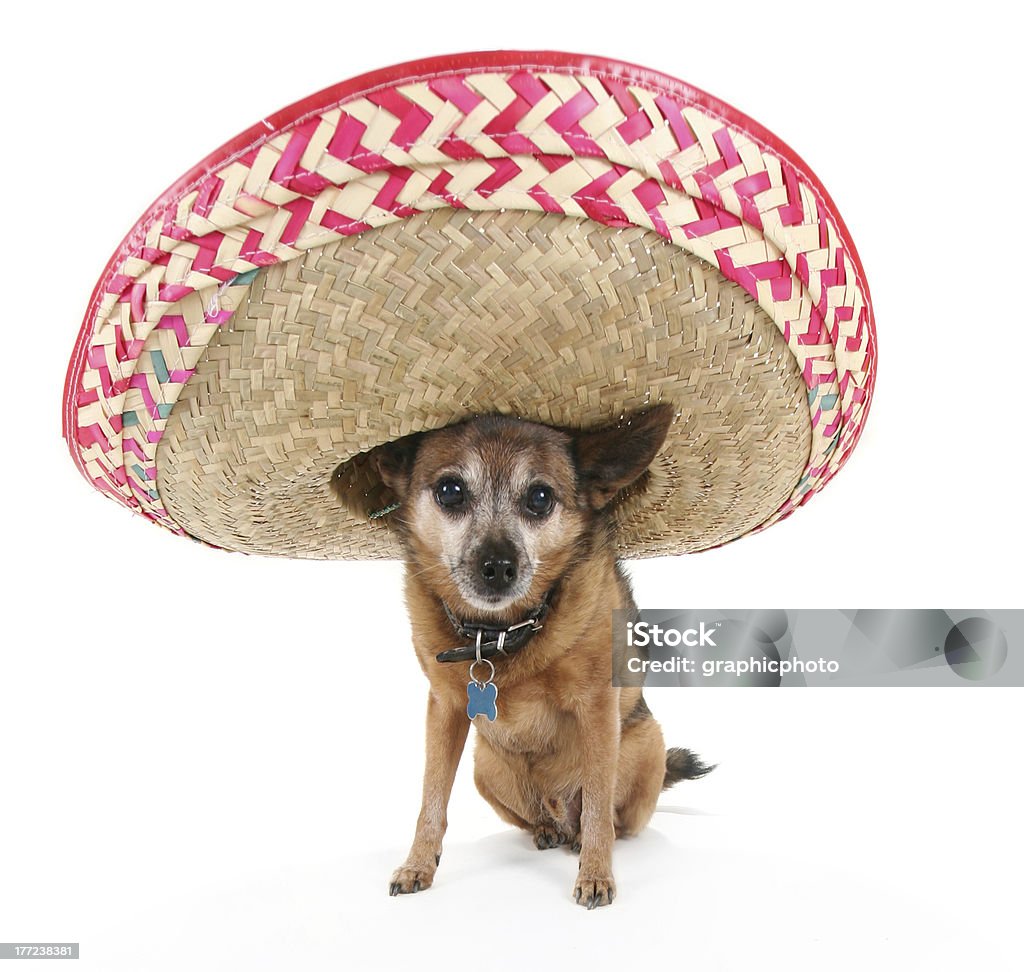 chihuahua with a sombrero a small chihuahua wearing a mexican sombrero hat Chihuahua - Dog Stock Photo