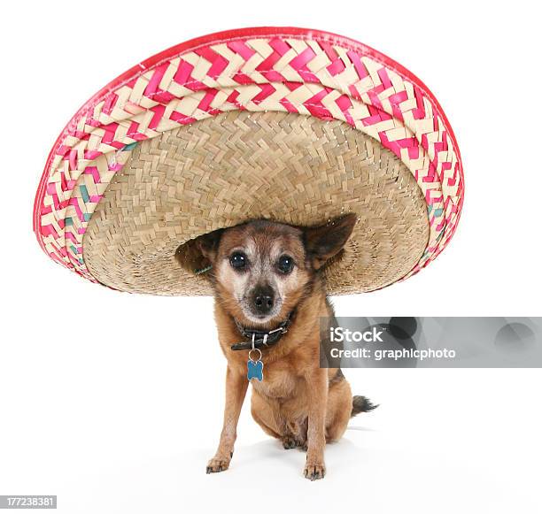 Chihuahua With A Sombrero Stock Photo - Download Image Now - Chihuahua - Dog, Sombrero, Animal