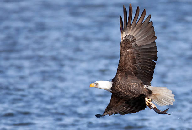 istock Bald eagle with fish in flight, Iowa, winter 177238493