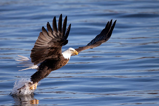 istock Bald eagle trying to capture fish from the Mississippi River 177238497