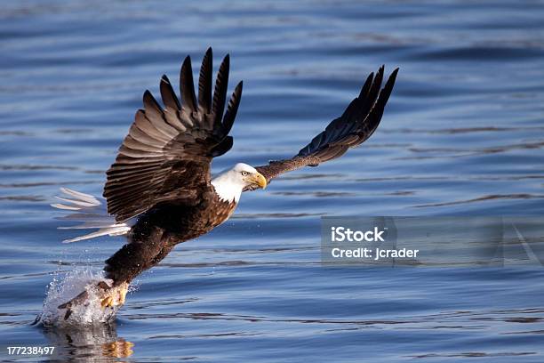 Bald Eagle Trying To Capture Fish From The Mississippi River Stock Photo - Download Image Now