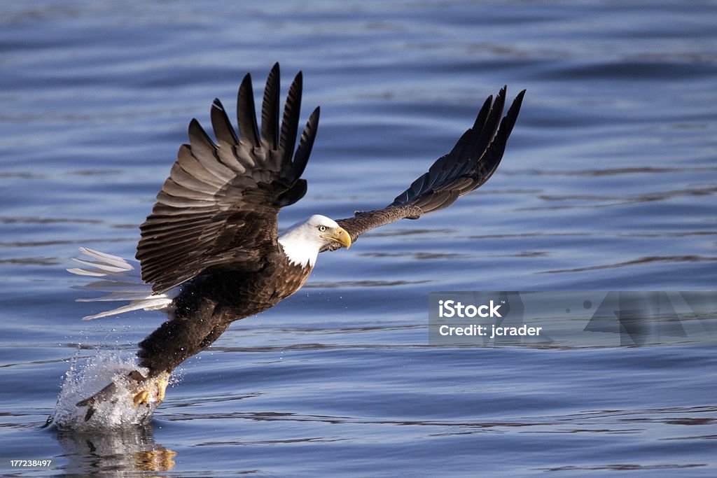 Bald eagle tentando capturar peixes do Rio Mississippi - Foto de stock de Agarrar royalty-free