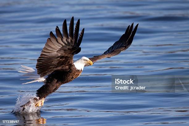 Foto de Bald Eagle Tentando Capturar Peixes Do Rio Mississippi e mais fotos de stock de Agarrar
