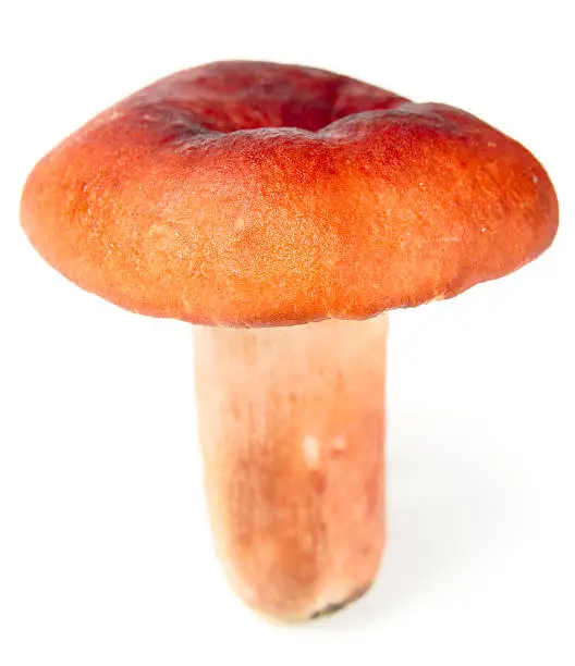 Edible mushroom isolated on white background