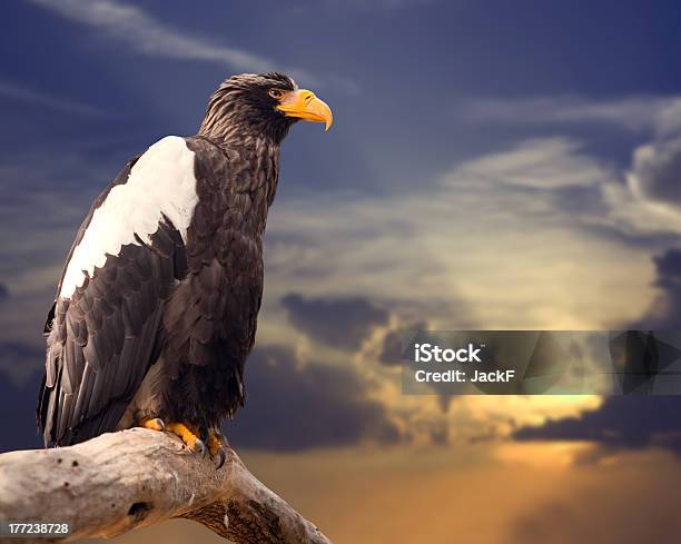 Stellers Sea Eagle Stock Photo - Download Image Now - Animal, Animal Wildlife, Animals Hunting