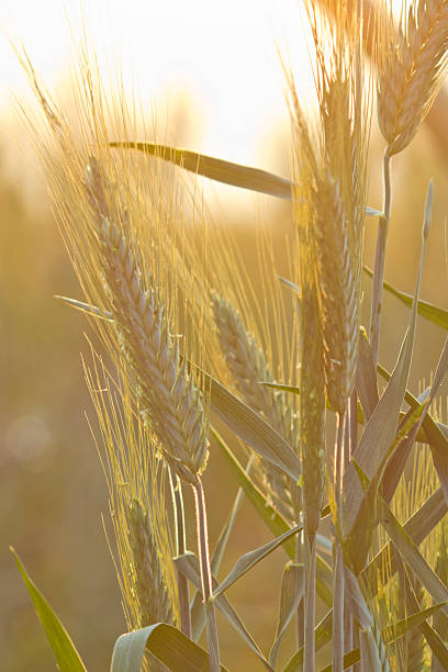 Barley Emotion stock photo