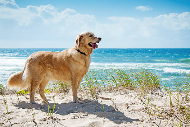 golden retriever su una duna di sabbia con vista sulla spiaggia - cane al mare foto e immagini stock