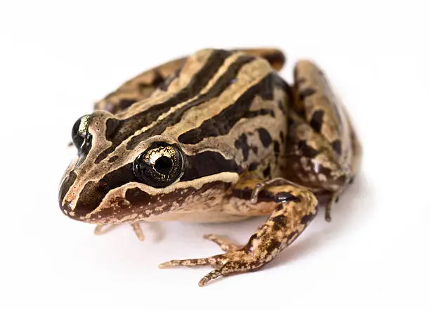 "Closeup shot of a striped marsh frog (also known as brown frog, brown-striped frog, night frog, Peron's marsh frog, swamp frog) on white background. Location: Queensland, Australia."