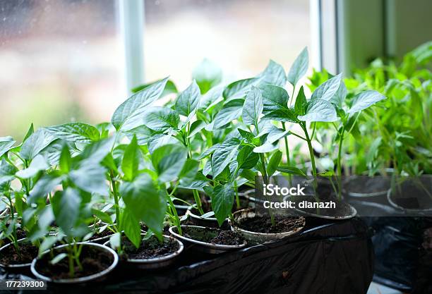 Paprika Plants In Pots Stock Photo - Download Image Now - Agriculture, Bell Pepper, Crop - Plant