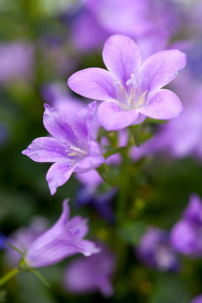 カンパニュラのクローズアップ - campanula close up flower potted plant ストックフォトと画像