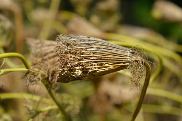 istock Toothpick bullwort Blutenball 1772393755