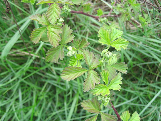 istock Flower buds on dewberry cane 177239389