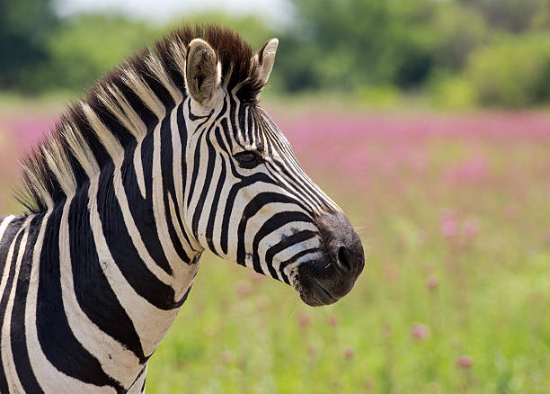 Burchells zebra closeup stock photo