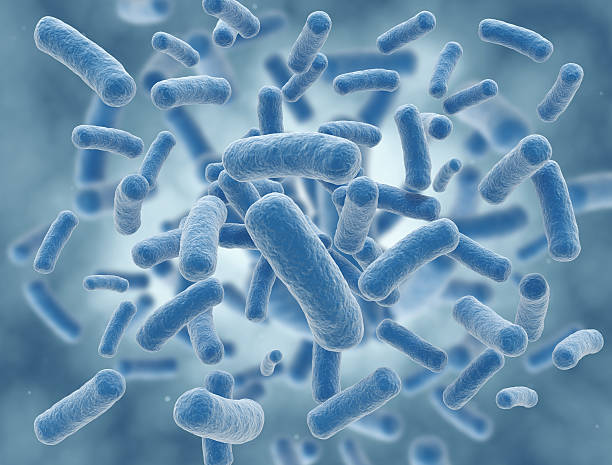 istock A cluster of rid shaped bacteria 177239690
