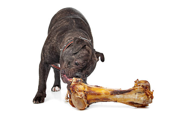 istock English Bulldog eating a bone 177239820
