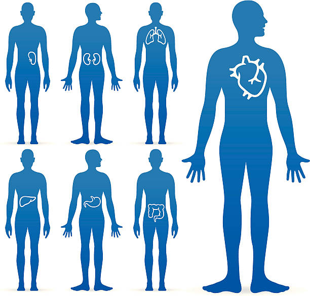 illustrations, cliparts, dessins animés et icônes de les organes internes - système interne humain